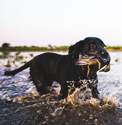 DUCK DOGS