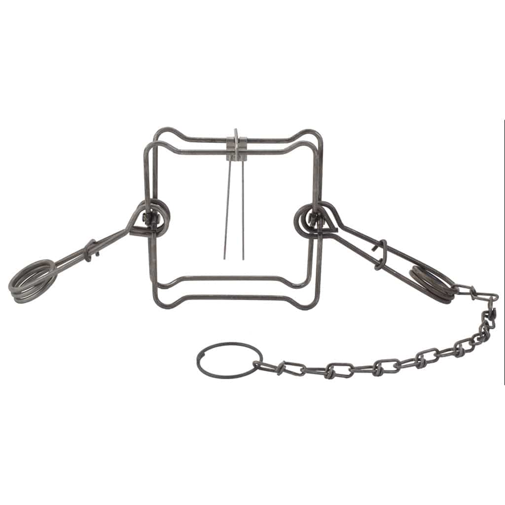 Duke Duke Body Grip Trap No. 160 Trapping