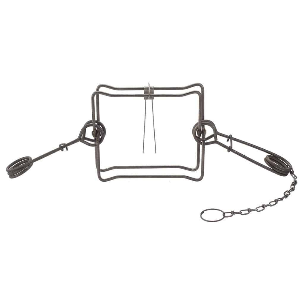 Duke Duke Body Grip Trap No. 330 Trapping